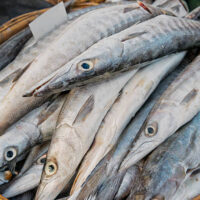 Shine Nose / Red Snapper (Fresh)