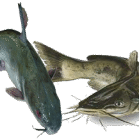 Catfish (Fresh)
