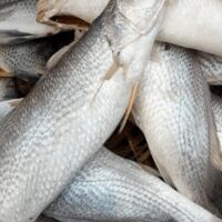 Lady Fish / Sea Croaker (Fresh)
