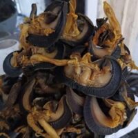 Dehydrated Snails – 100 Pieces (Large Sizes)