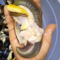 Jumbo Fresh Snails – 100 Pieces