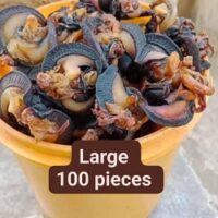 Medium Fresh Snails – 100 Pieces